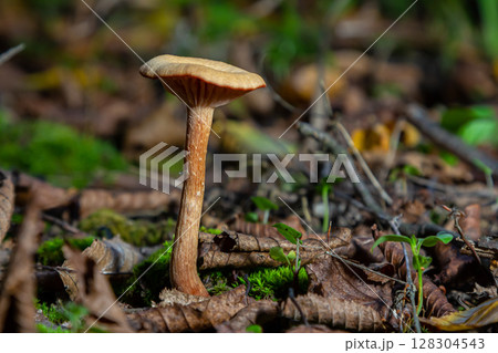 Unique mushroom species Amanita phalloides and Cortinarius rubellus growing among fallen leaves in a forest environment 128304543