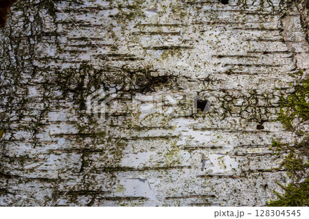 Detailed close-up of textured birch tree bark showcasing natural patterns and moss with evidence of wildlife interaction 128304545