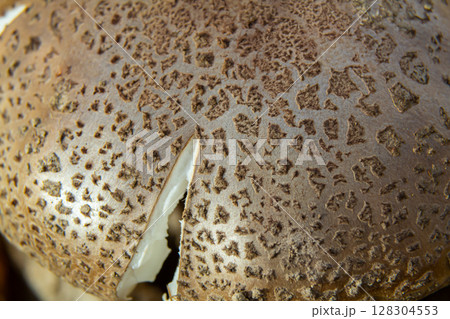 Characteristics of Amanita rubescens showing detailed cap texture with distinctive markings in a natural wooded environment during late summer 128304553