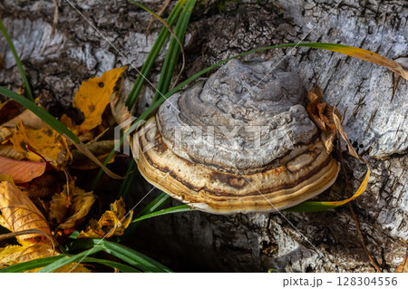 Fomitopsis pinicola, is a stem decay fungus common on softwood and hardwood trees. Its conk fruit body is known as the red-belted conk. The species is common throughout temperate Europe and Asia 128304556