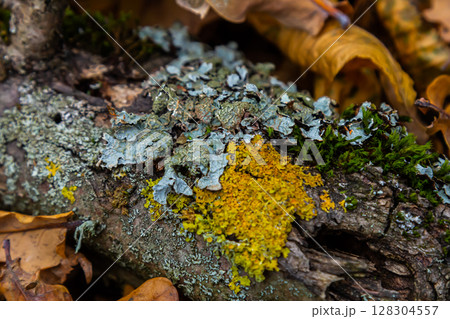 Blue lichen Tricholoma surrounded by autumn leaves on a weathered log in a forest setting during late afternoon light 128304557