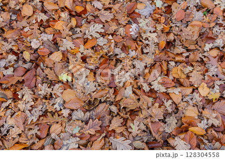 Autumn leaves cover the ground in a colorful display of oranges browns and yellows during a peaceful fall day in the forest 128304558