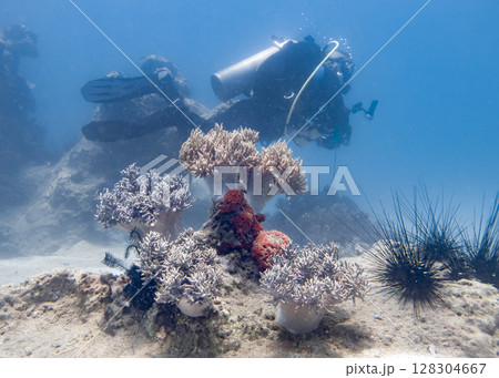 A reef with soft corals, sea urchins and sea lilies and diver swimming in South China Sea in Vietnam 128304667
