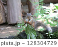葉っぱの笛を吹くリス 128304729