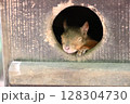 リスの昼寝 128304730