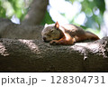 リスの昼寝 128304731