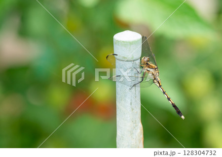 シオカラトンボ　ムギワラトンボ 128304732