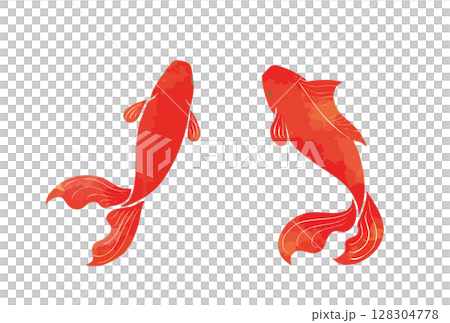 シンプルな水彩タッチの赤い金魚のイラスト 128304778