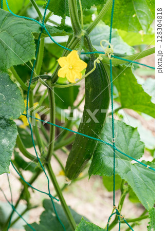 胡瓜と花 128304818
