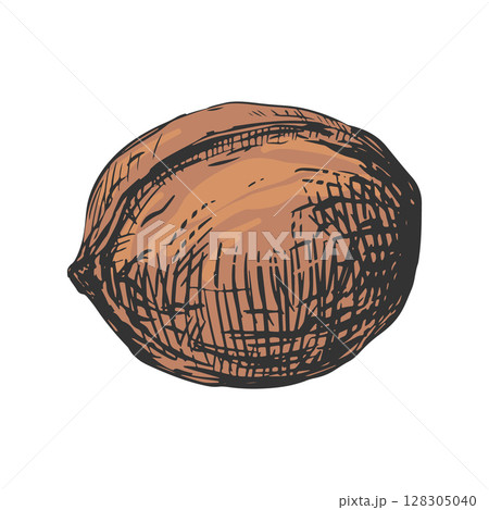 Hand drawn sketch vector illustration of walnut. Whole ripe nut in shell. Imitation of color engraving. 128305040