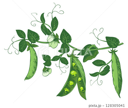 Branch with green pea pods, leaves, flowers and tendrils. Vector ripe bean pod, seeds visible. Imitation of color engraving technique. Useful legume crop. Peas are hand-drawn with ink and brush. Branch with green pea pods, leaves, flowers and tendrils. Vector ripe bean pod, seeds visible. Imitation of color engraving technique. Useful legume crop. Peas are hand-drawn with ink and brush. 128305041
