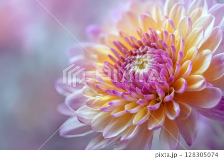 Beautiful chrysanthemum flower with pastel colors 128305074
