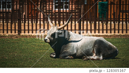 Hungarian Grey Steppe - Magyar Szurke. Podolic cattle characterised by long lyre-shaped horns and a pale grey coat. Hungarian Grey cow lying in grass in livestock farm 128305167