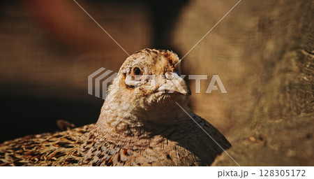 Female common pheasant - Phasianus colchicus, ring-necked pheasant, or blue-headed pheasant, is a bird in the pheasant family Phasianidae 128305172