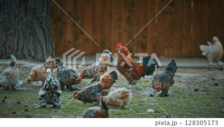 Colorful Rooster Surrounded by Flock of Chickens in Yard 128305173