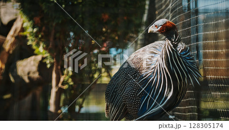 The vulturine guinea fowl - Acryllium vulturinum - is the largest extant species of guinea fowl. colorful feathers 128305174