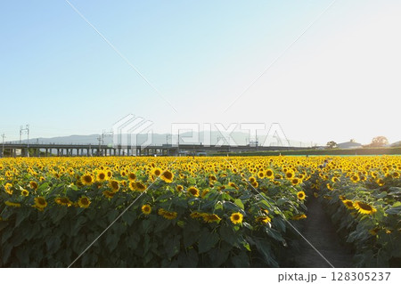 大垣ひまわり畑 2017年8月 07 128305237