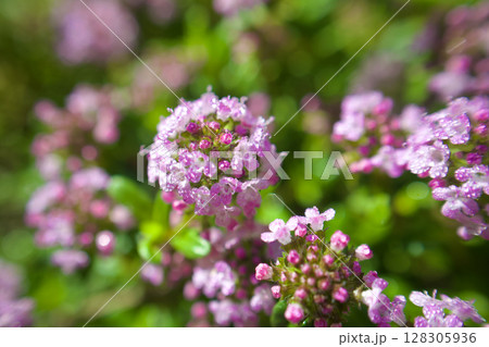 雨上がりに輝くクリーピングタイムの花盛り、4月終わりの頃。花言葉は「清潔感」。 128305936