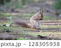 リスの毛づくろい 128305938