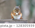 リスのもぐもぐタイム 128305939
