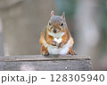 リスのもぐもぐタイム 128305940