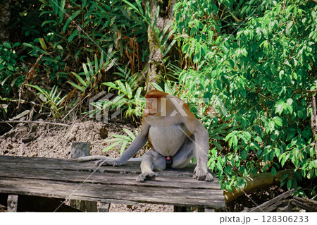 Proboscis Monkey in Borneo rainforest Sandakan Malaysia. Long-nosed monkey. It is endemic to Borneo. Proboscis Monkey in Borneo rainforest Sandakan Malaysia. Long-nosed monkey. It is endemic to Borneo. 128306233