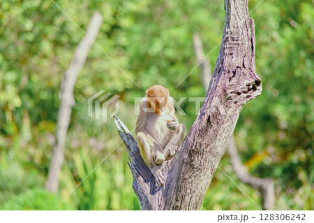 Proboscis Monkey in Borneo rainforest Sandakan Malaysia. Long-nosed monkey. It is endemic to Borneo. 128306242