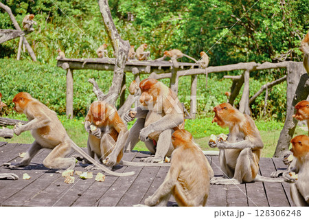 Proboscis Monkey in Borneo rainforest Sandakan Malaysia. Long-nosed monkey. It is endemic to Borneo. Proboscis Monkey in Borneo rainforest Sandakan Malaysia. Long-nosed monkey. It is endemic to Borneo. 128306248