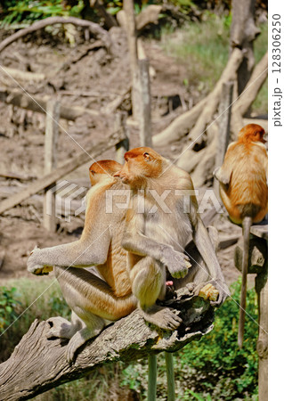 Proboscis Monkey in Borneo rainforest Sandakan Malaysia. Long-nosed monkey. It is endemic to Borneo. Proboscis Monkey in Borneo rainforest Sandakan Malaysia. Long-nosed monkey. It is endemic to Borneo. 128306250