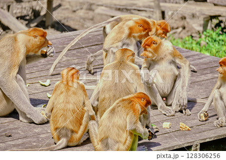 Proboscis Monkey in Borneo rainforest Sandakan Malaysia. Long-nosed monkey. It is endemic to Borneo. Proboscis Monkey in Borneo rainforest Sandakan Malaysia. Long-nosed monkey. It is endemic to Borneo. 128306256