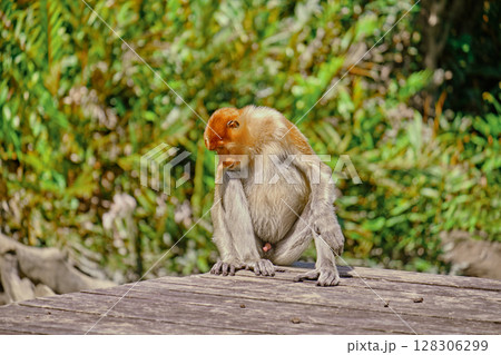 Proboscis Monkey in Borneo rainforest Sandakan Malaysia. Long-nosed monkey. It is endemic to Borneo. Proboscis Monkey in Borneo rainforest Sandakan Malaysia. Long-nosed monkey. It is endemic to Borneo. 128306299