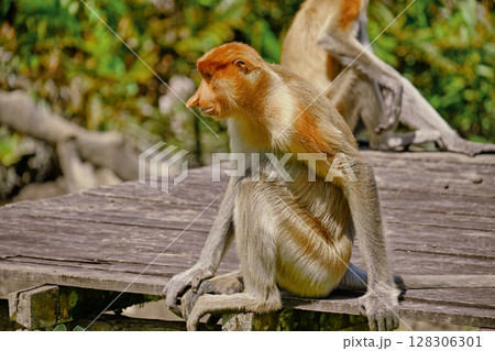 Proboscis Monkey in Borneo rainforest Sandakan Malaysia. Long-nosed monkey. It is endemic to Borneo. 128306301