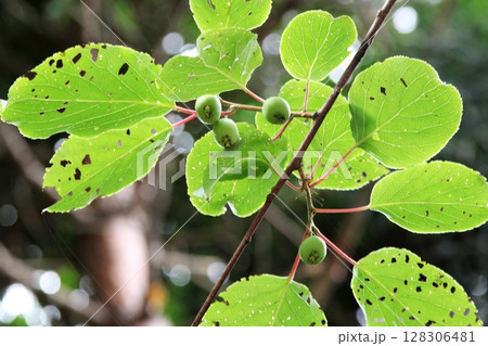 サルナシの実 サルナシの実 128306481