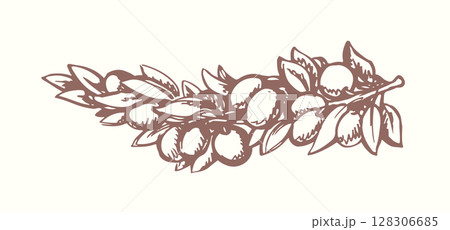 Vector drawing. Olive branch with fruits 128306685