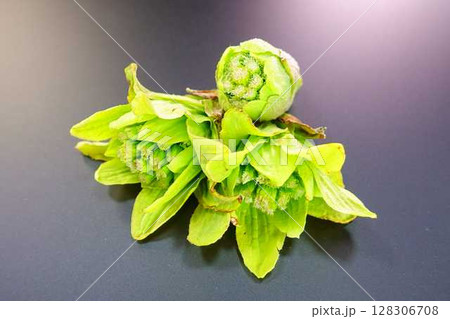 フキノトウ ふきのとう 蕗の薹 フキノトウ ふきのとう 蕗の薹 128306708