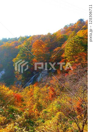 面白山紅葉川渓谷 紅葉 黄葉 藤花の滝 面白山紅葉川渓谷 紅葉 黄葉 藤花の滝 128306711