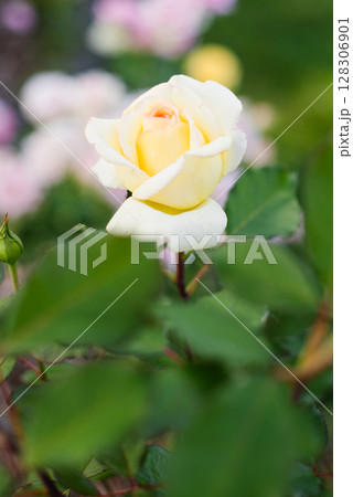 Soft Yellow Cream Rose in Bloom Soft Yellow Cream Rose in Bloom 128306901