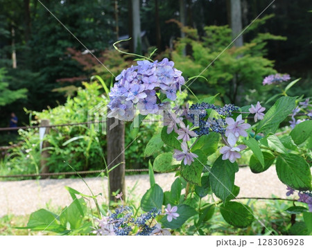夏のモネの池:あじさい 夏のモネの池:あじさい 128306928