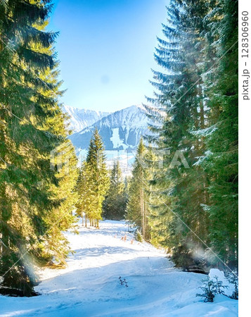 A snowy forest with a path through it A snowy forest with a path through it 128306960