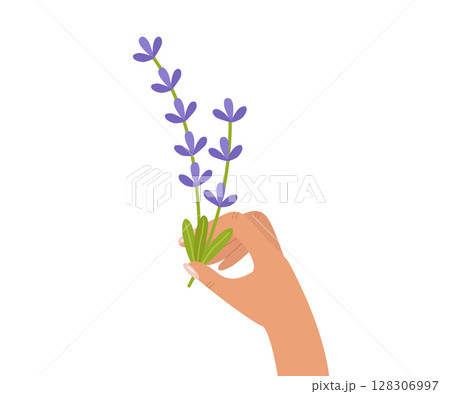 In her hand she holds a bouquet of lavender twigs. Beautiful lilac flowers. Vector illustration isolated for design or postcard In her hand she holds a bouquet of lavender twigs. Beautiful lilac flowers. Vector illustration isolated for design or postcard 128306997