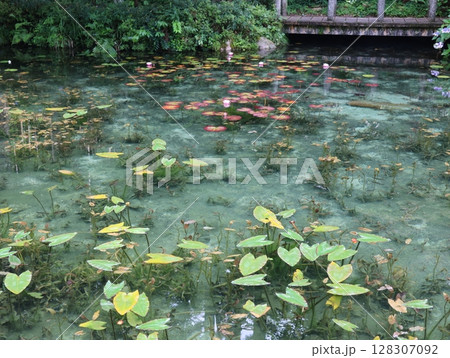 夏のモネの池:睡蓮 夏のモネの池:睡蓮 128307092