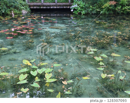 夏のモネの池：睡蓮 128307093