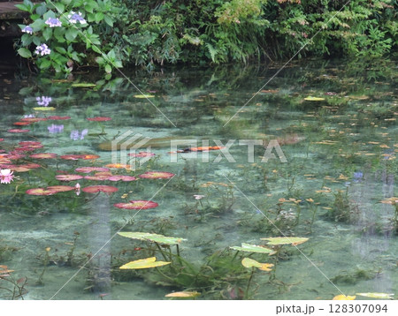 夏のモネの池:睡蓮 夏のモネの池:睡蓮 128307094