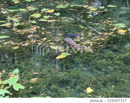 夏のモネの池：睡蓮 128307117