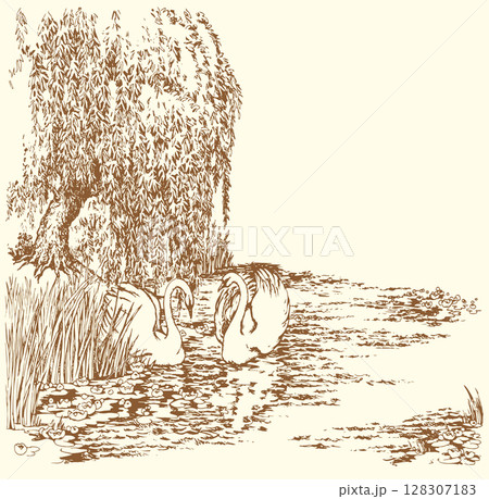 Vector drawing. Two swans in the park lake. 128307183