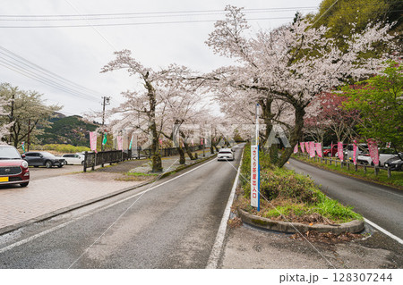 島田市川根町の家山の桜トンネルの風景(静岡県) 島田市川根町の家山の桜トンネルの風景(静岡県) 128307244