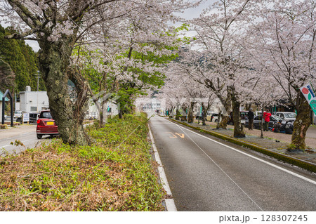 島田市川根町の家山の桜トンネルの風景(静岡県) 128307245