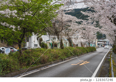 島田市川根町の家山の桜トンネルの風景(静岡県) 128307246
