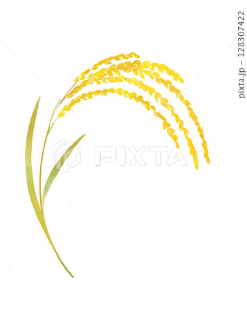黄金色の稲穂　水彩 128307422