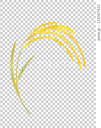 黄金色の稲穂　水彩 128307422